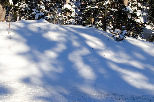 Shadow on snow. Shadows from trees in snow. Details of park in winter. Rays of light.