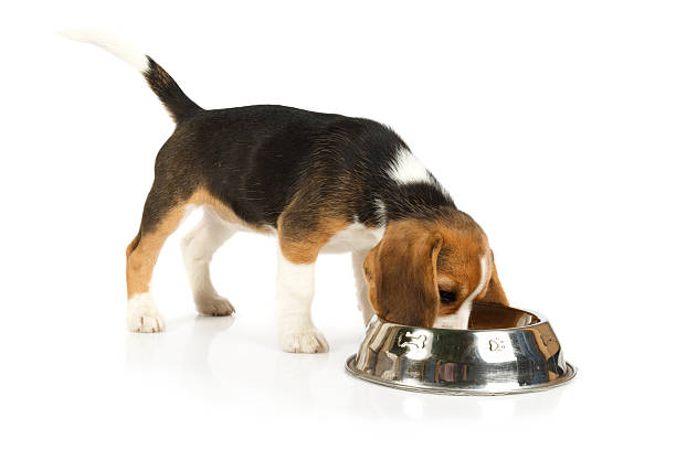 istock Little cute dog eating 525938079