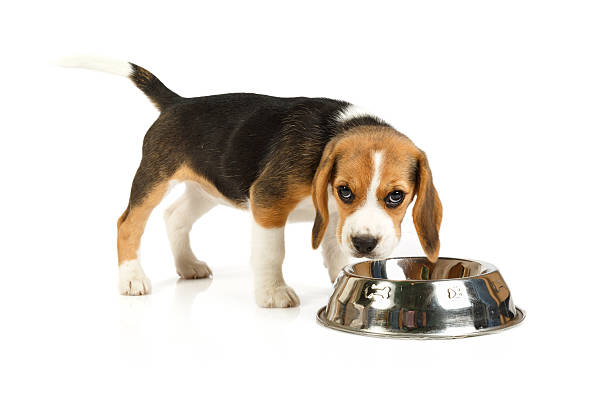 istock Little cute dog looking at the camera 525938081