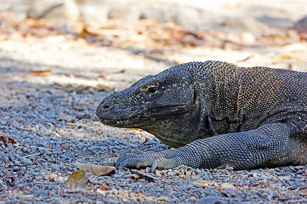 istock Indonesia: Komodo Dragon on Komodo Island 525938571