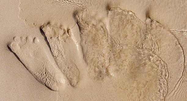 istock Footprints on beach were dissolved by the ocean water 525939649
