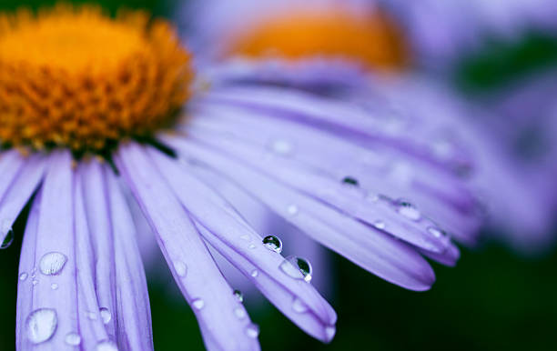 istock purple daisy flowers with raindrops 525939959
