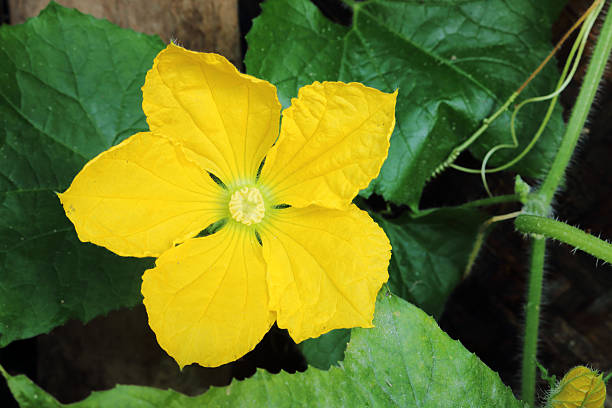 istock flower of winter melon 525940151