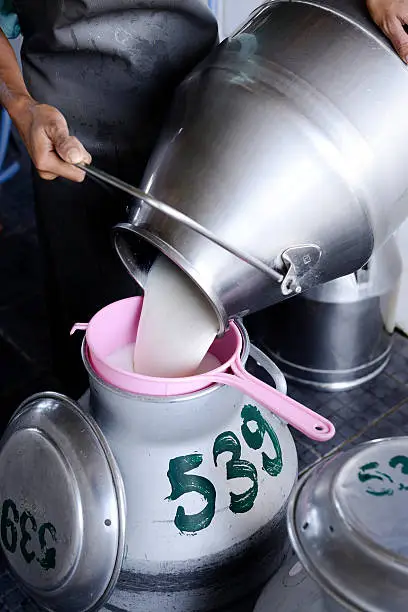 Worker pouring milk into a container..