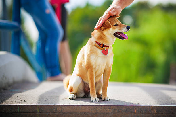 istock Shiba Inu in garden 525942087