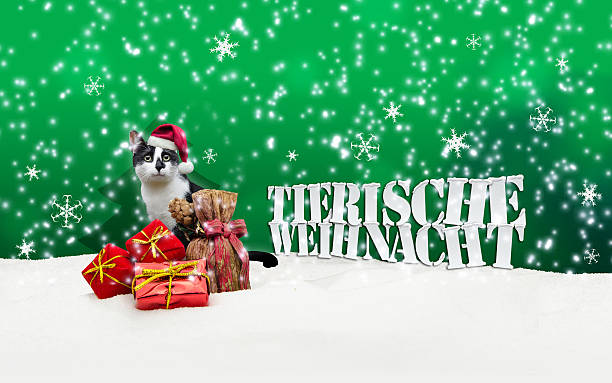 istock Animal Christmas Cat Christmas Snow 525949859