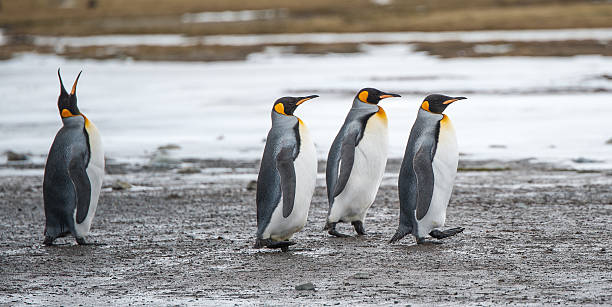 istock King Penguin family at South Georgia 525950607