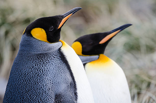 istock King Penguin at South Georgia 525951435