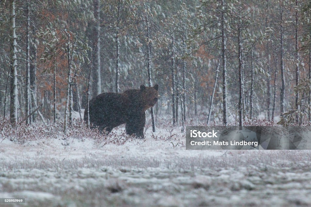 Brown bear, Ursus arctos, walking in snowstorm Brown bear, Ursus arctos walking in forest in snow storm with birches in yellow autumn colors, Kuhmo, Finland Animal Stock Photo