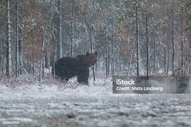 Brown Bear Ursus Arctos Walking In Snowstorm Stock Photo - Download Image Now - Animal, Animal Themes, Animal Wildlife