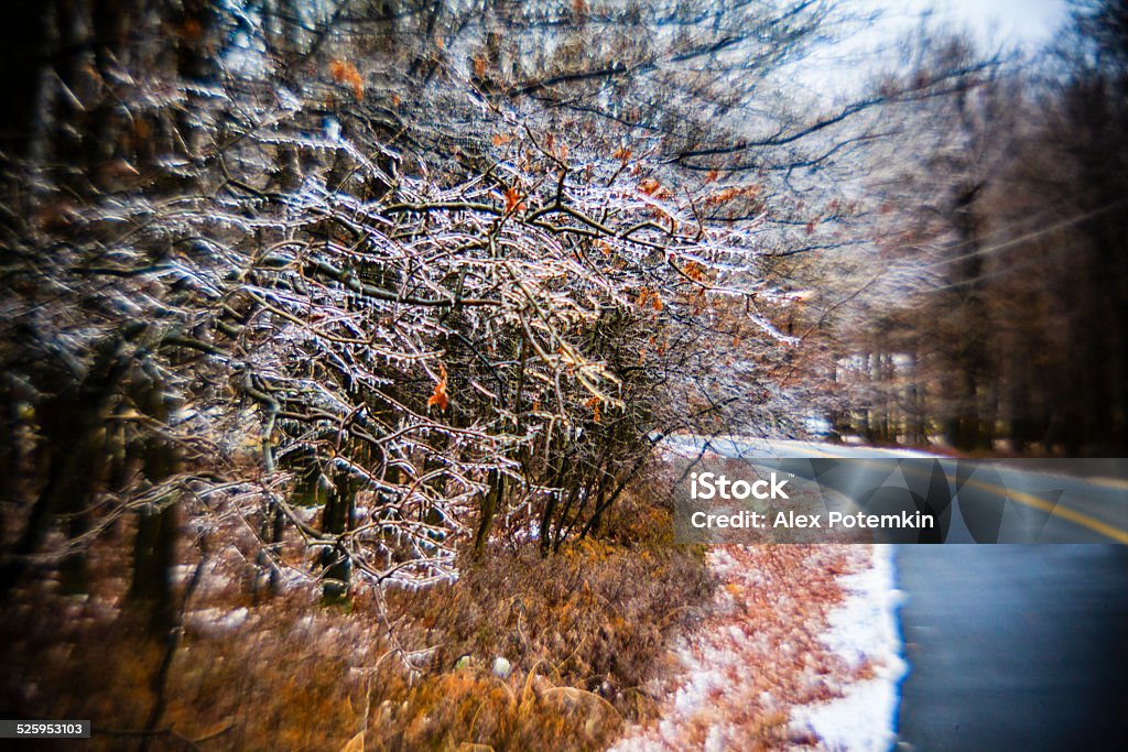 Trees covered by ice after the freezing rain Trees covered by ice after the freezing rain in the forest. Ice shine in the sunlight. Fabulous picture!  Pennsylvania, Poconos. Appalachia Stock Photo