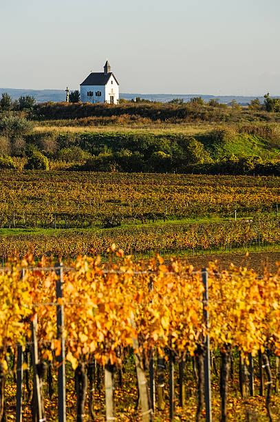 istock Vineyards with chapel at Lake Neusiedl 525953327