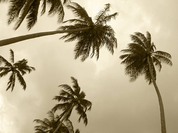 istock Palm trees in sepia tone. Brazil 525953355