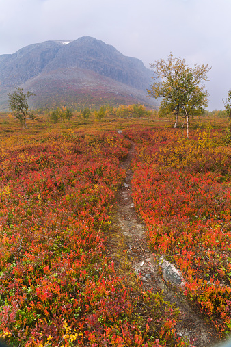 Autumn landscape in Stora sjöfallets national park with mountain in background, Gällivare, Sweden