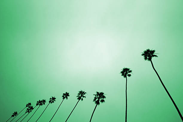 árvores de palma ao amanhecer - twisted tree california usa imagens e fotografias de stock