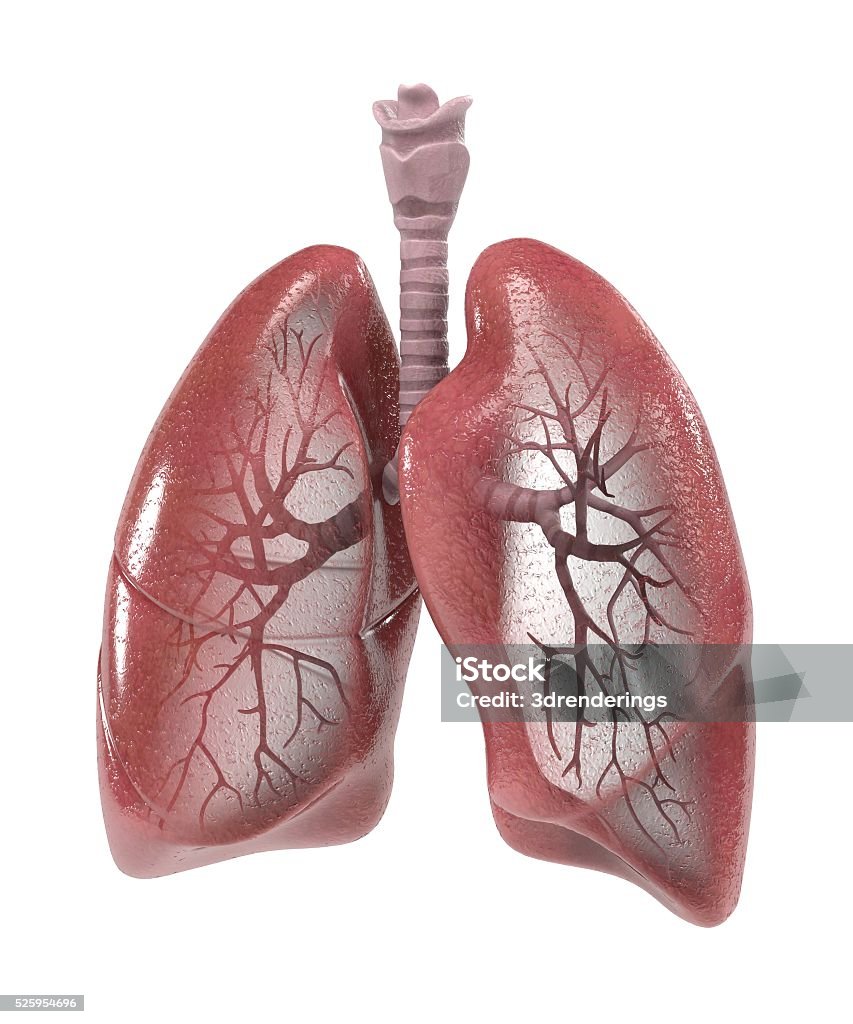 respiratory system 3d renderings of human respiratory system Adult Stock Photo