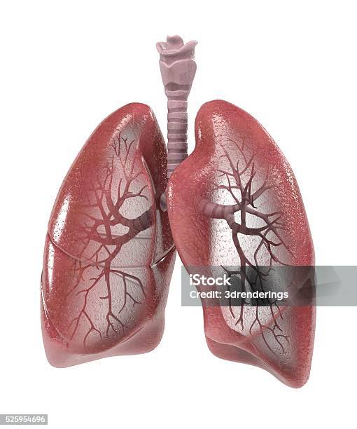 Respiratory System Stock Photo - Download Image Now - Adult, Anatomy, Bronchi