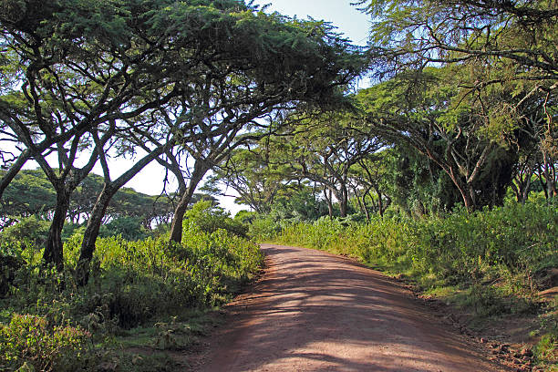 Photo of Road along the forest of Ngorongoro