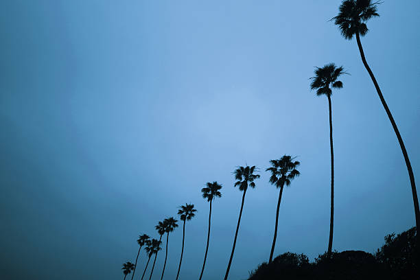 árvores de palma ao amanhecer - twisted tree california usa imagens e fotografias de stock