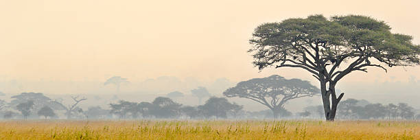 schöne szene der serengeti nationalpark - savanne stock-fotos und bilder