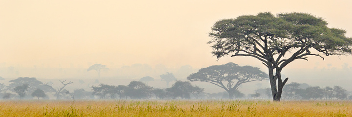 Foggy view of savannah in Serengeti National park in Tanzania