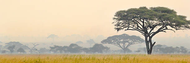 Beautiful scene of Serengeti National park Foggy view of savannah in Serengeti National park in Tanzania serengeti national park stock pictures, royalty-free photos & images