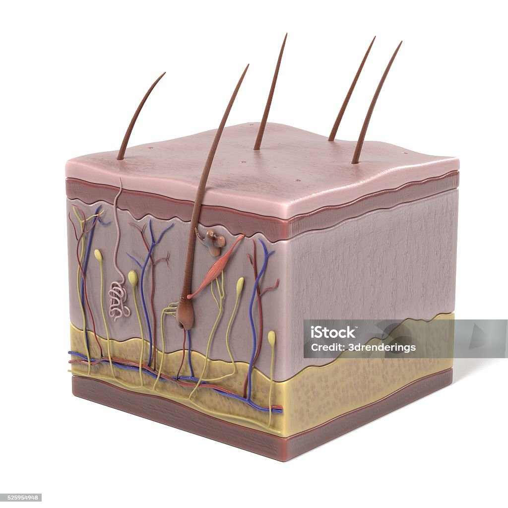 Anatomía de la piel - Foto de stock de Anatomía libre de derechos