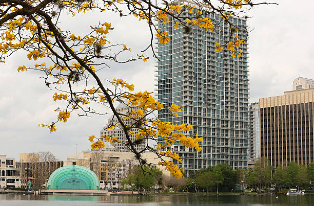 jaune floraison tabebuia fleurs au lac eola, orlando - eola park photos et images de collection