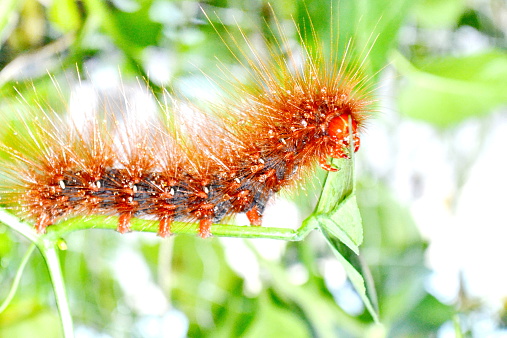 hairy caterpillars. in Nan Thailand