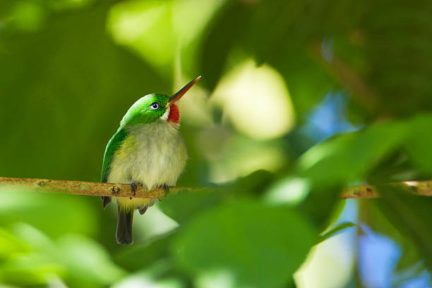 istock Puerto Rican tody (Todus mexicanus), Cambalache Forest, Puerto Rico 525955806