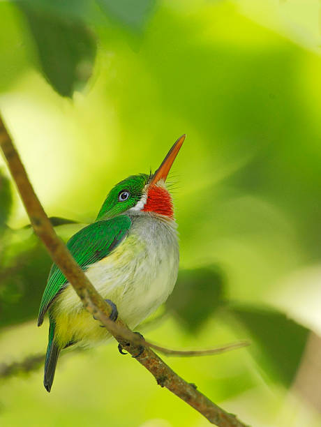 istock Puerto Rican tody (Todus mexicanus), Cambalache Forest, Puerto Rico 525955830