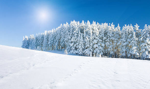 istock Winter park in snow 525956019