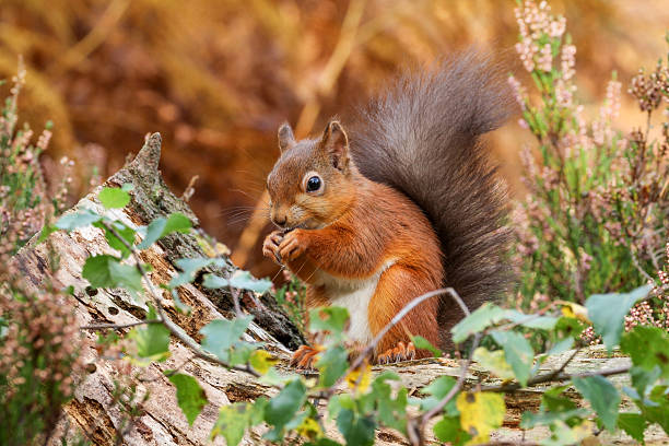 Red Squirrel in English forest
