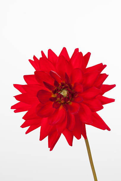 istock Red Dahlia (Dahlia),Ponpondahlie, Studio 525956137