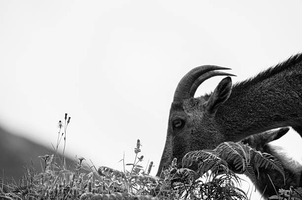 istock Nilgiri Tahr - Wild Goat - Ibex 525956357