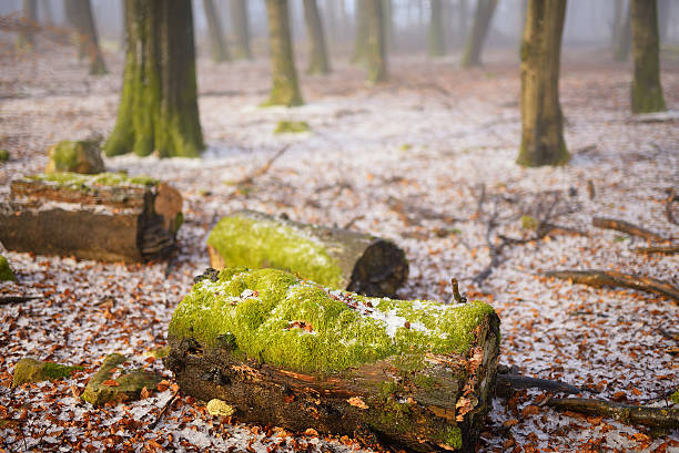 Old moss covered wood logs in beech forest