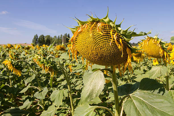 istock Sunflower in cultivated agricultural field 525958056