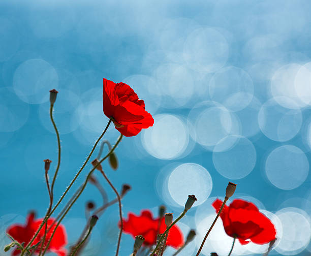 istock nature and it's amazing poppies 525958118