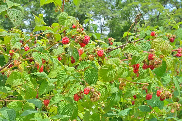 A close up of the raspberry-bush with beries.