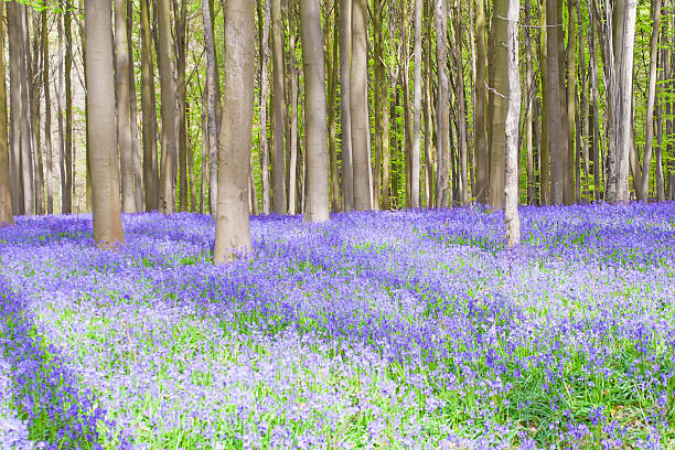 hallerbos, древние фиолетовый колокольчик лес - forest of halle стоковые фото и изображения