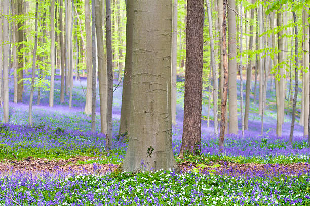 istock Hallerbos, ancient purple bluebell forest 525959694