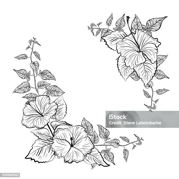 Black And White Tropical Hibiscus Floral Frame Stock Illustration - Download Image Now - Flower, Hibiscus, Border - Frame