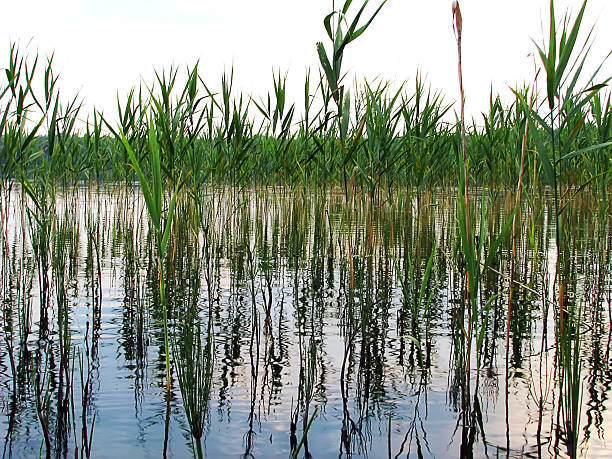 istock plant aquatic reeds growing in the lake  reflection on water 525960912