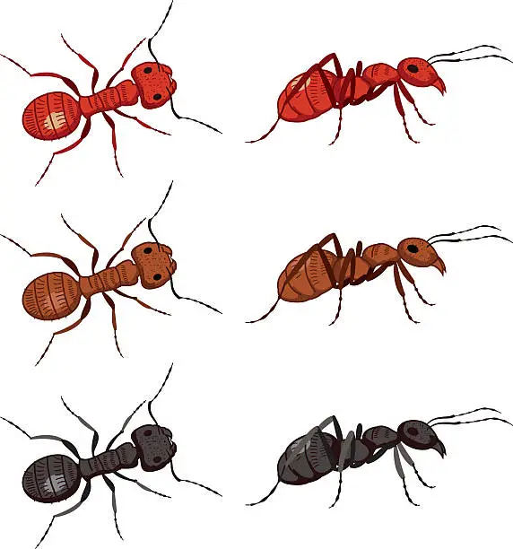 Vector illustration of Set Of Cute Cartoon Ants