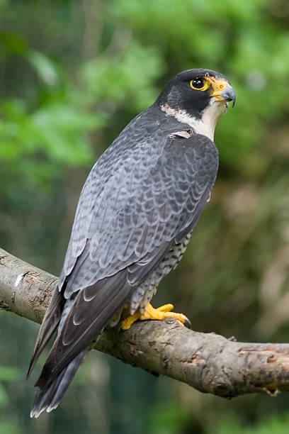 istock Peregrine Falcon falco peregrinus perched branch 525961818
