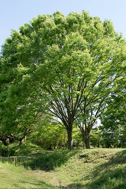 istock Fresh green of the park 525961824