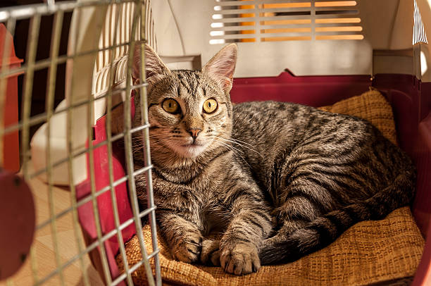 chat se reposant dans un porte-animaux - panier de voyage photos et images de collection