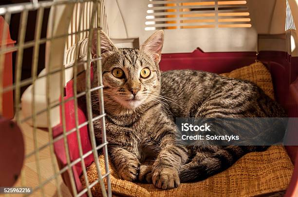 Cat Resting In A Pet Carrier Stock Photo - Download Image Now - Domestic Cat, Pet Carrier, Carrying
