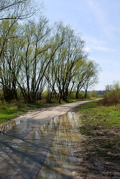 istock spring landscape of willow trees and plash on road 525962256
