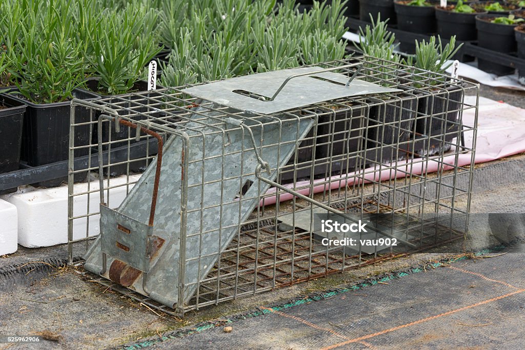 Cage Type Humane Rat Trap Stock Photo - Download Image Now - Control,  Equipment, Galvanized - iStock